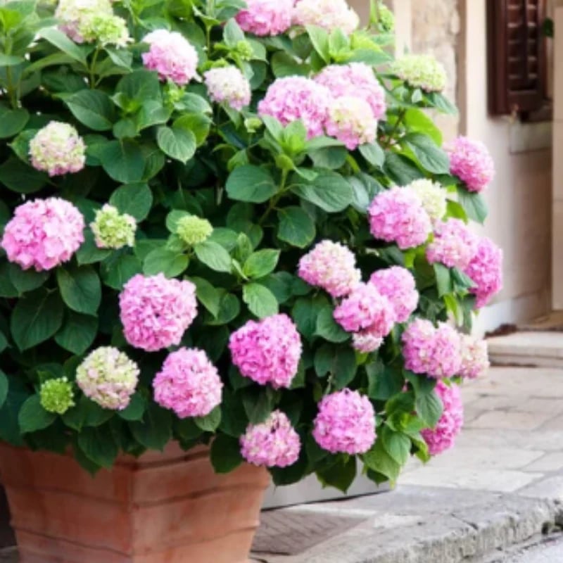 Outdoor Artificial Hydrangea Flowers