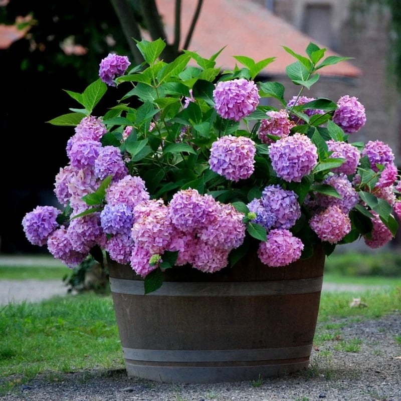 Outdoor Artificial Hydrangea Flowers