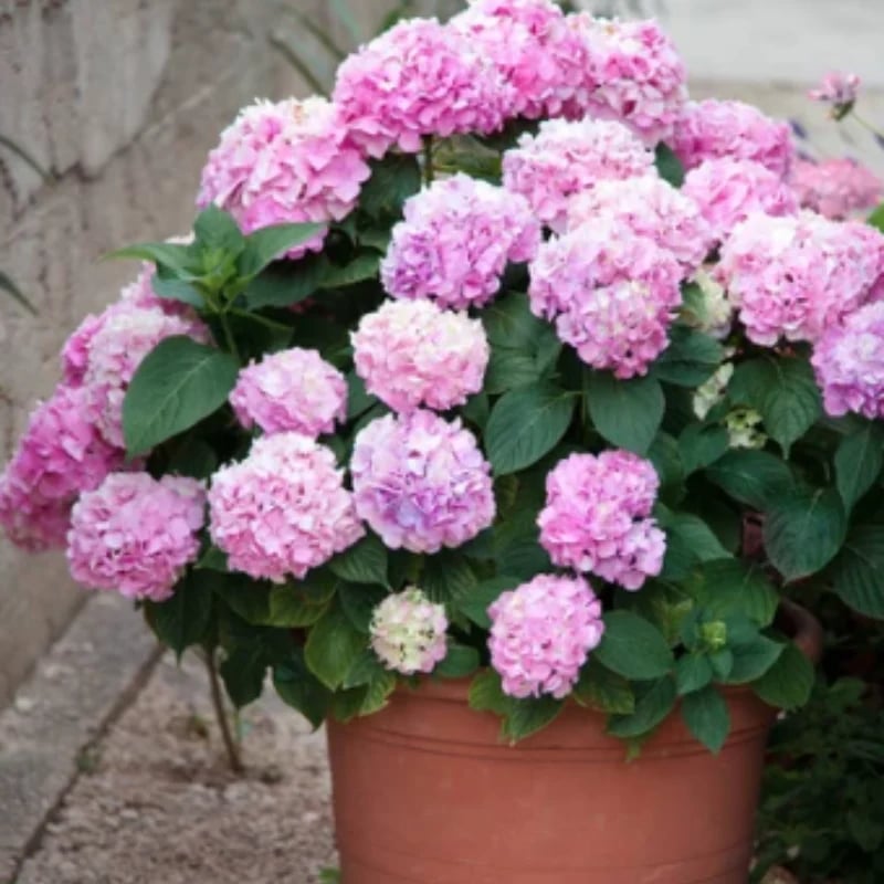 Outdoor Artificial Hydrangea Flowers