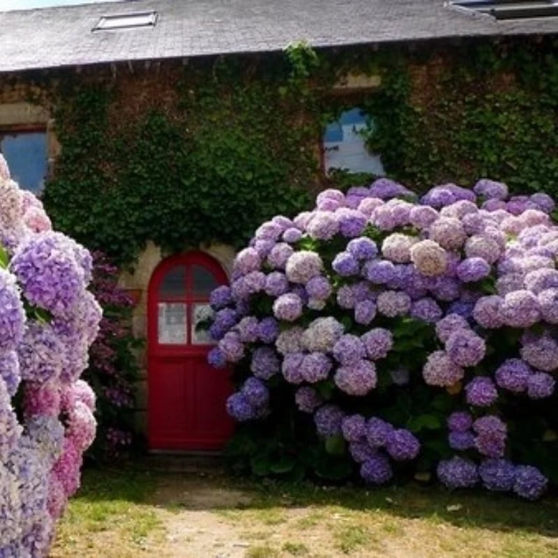 Outdoor Artificial Hydrangea Flowers