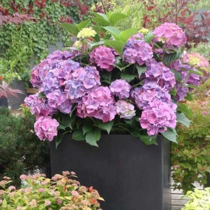 Outdoor Artificial Hydrangea Flowers