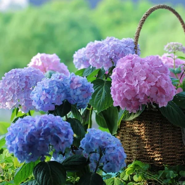 Outdoor Artificial Hydrangea Flowers