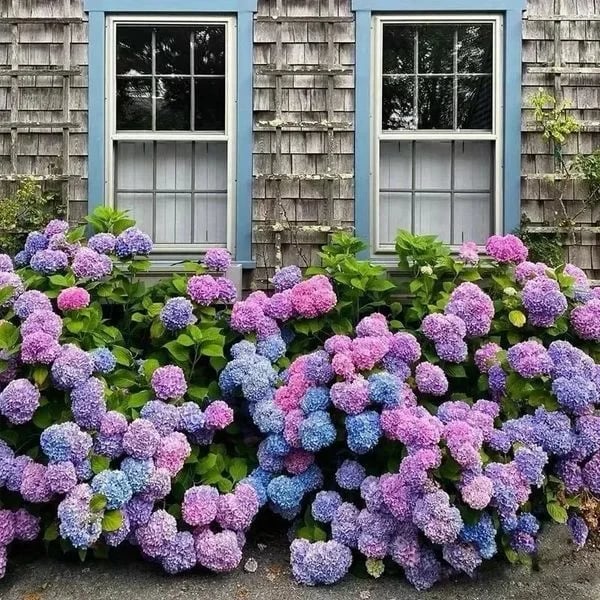 Outdoor Artificial Hydrangea Flowers