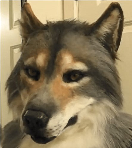 WEREWOLF HEADWEAR COSTUME MASK